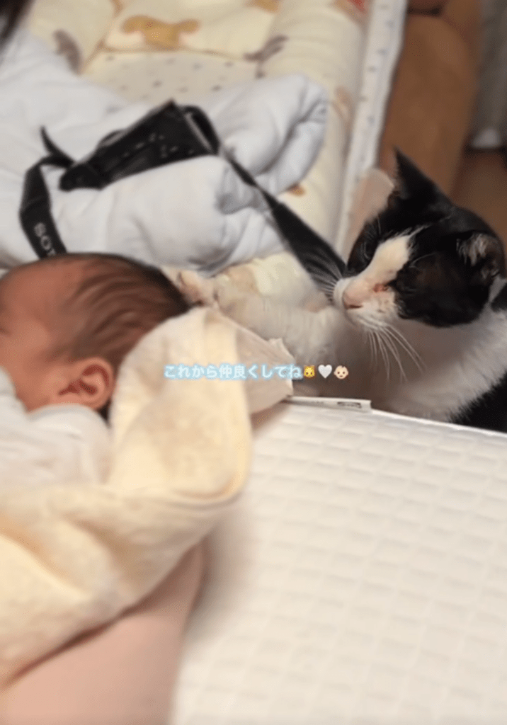 猫と赤ちゃんの初対面③（@hinamelo313より提供）