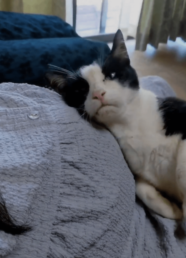 妊娠中の様子②（@hinamelo313より提供）