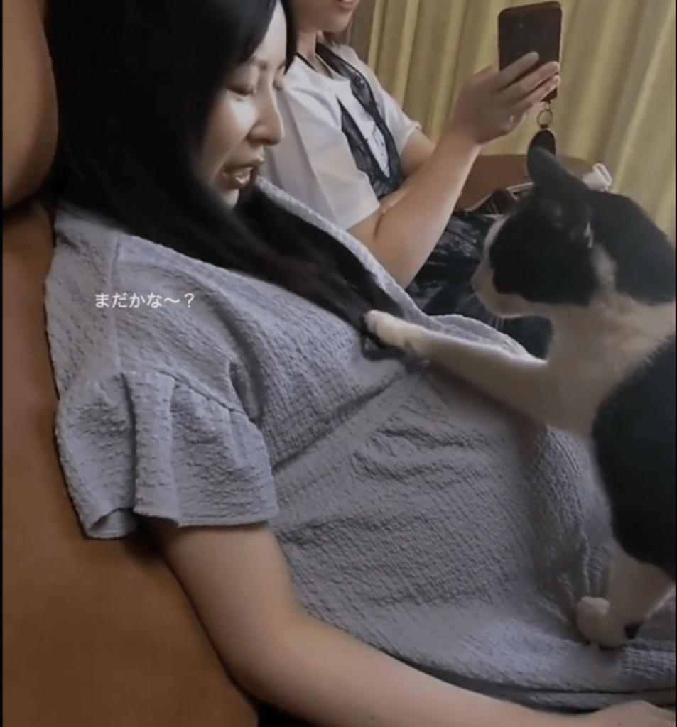 【実際の写真】お腹に赤ちゃんがいることを知った直後の猫の姿