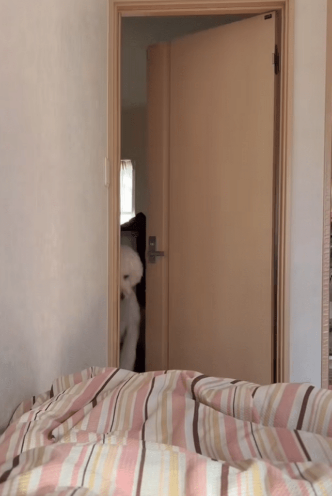 上手にドアが開く瞬間（＠masuo_maruoさんより提供）