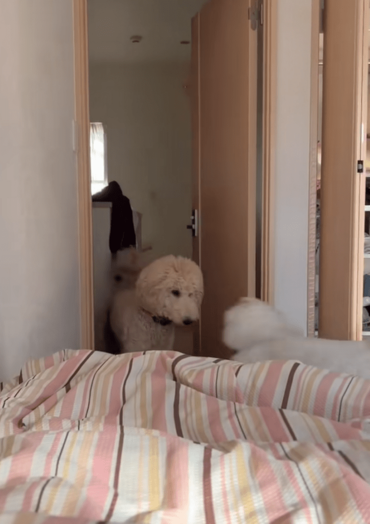 2匹続いて部屋にイン（＠masuo_maruoさんより提供）