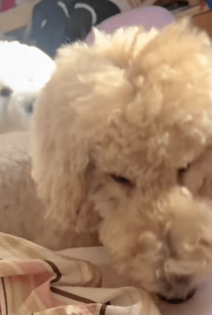 まるおくんが起こす番（＠masuo_maruoさんより提供）