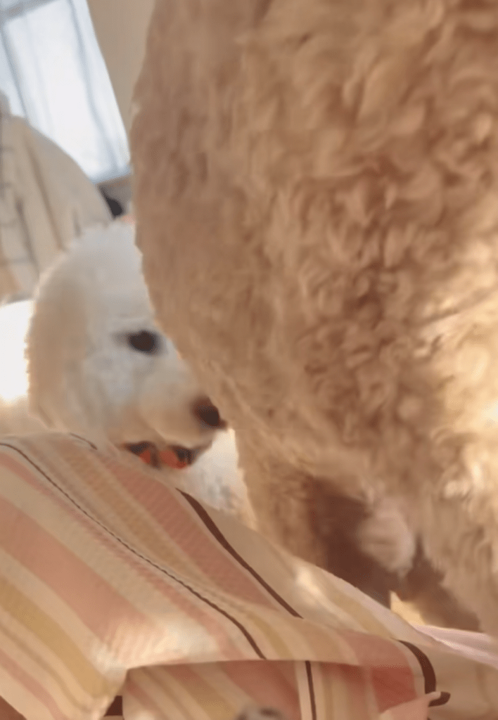 ベッドに足をかけるまるおくん（＠masuo_maruoさんより提供）