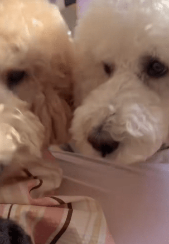 2匹同時に起こす様子（＠masuo_maruoさんより提供）