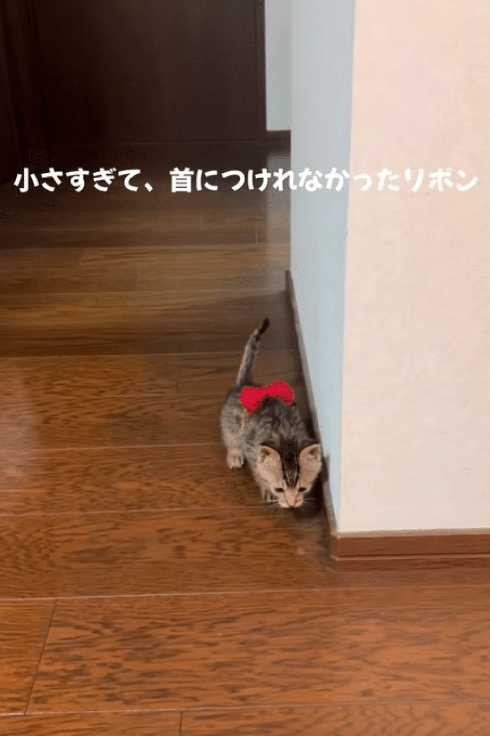 保護当時、生後1ヶ月で首輪すらつけられなかった保護猫。しかし現在の姿に「イケニャンやなぁ」「高貴な佇まい」「アニメから飛び出して来たみたい」