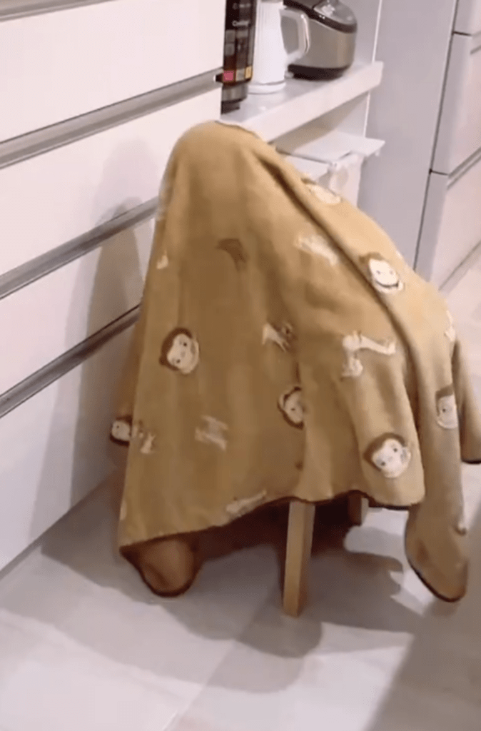 毛布をかぶって近付いてきた娘さん③（@sfy.0321さんより提供）