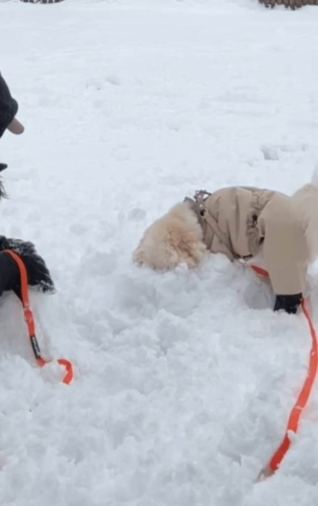 雪玉に反応（＠nagi_11.10さんより提供）