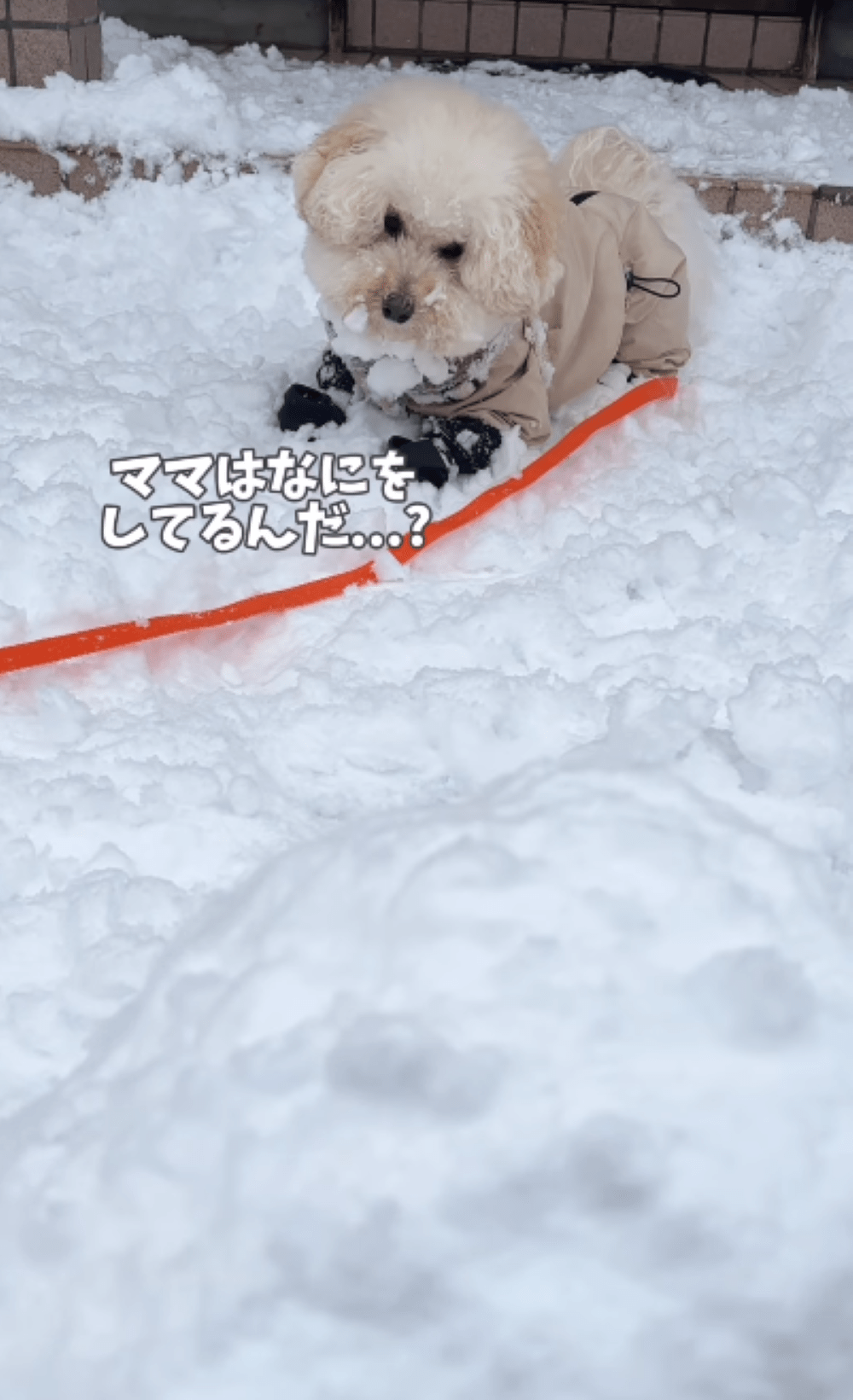 大雪のなか愛犬と遊ぶ飼い主女性。しかし直後、飼い主がとった行動に…「冬限定のお友達」「即席ネックレスもイケてる」
