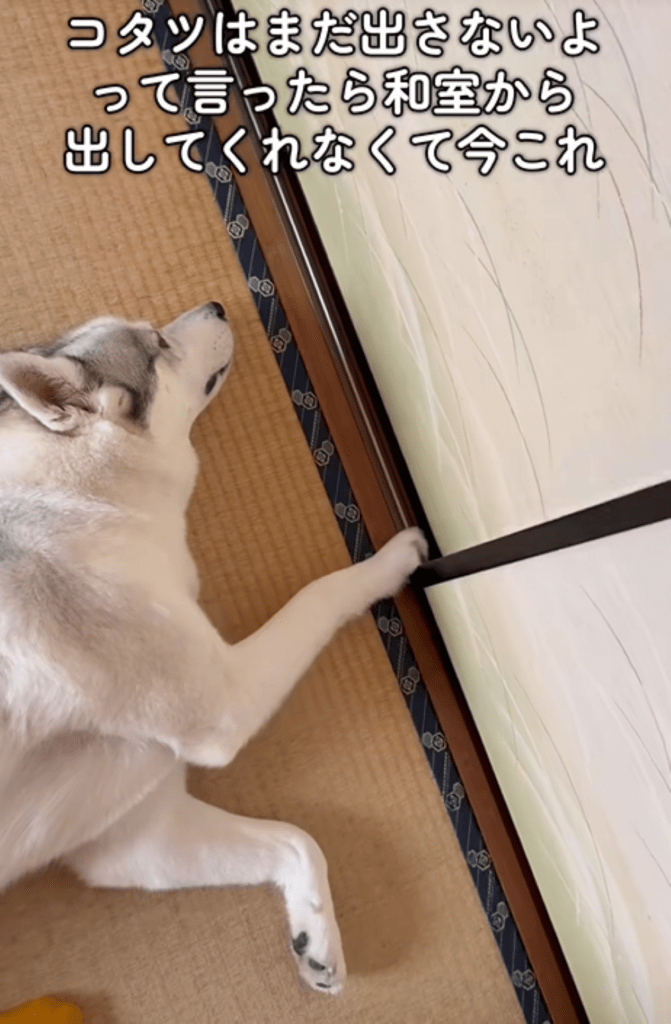 【実際の写真】コタツは出さないことを知った直後の愛犬のまさかの姿