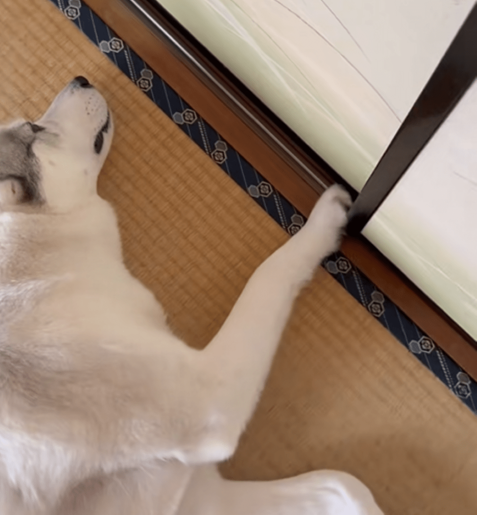 目も合わせてくれない様子（＠miyama_fukayamaさんより提供）