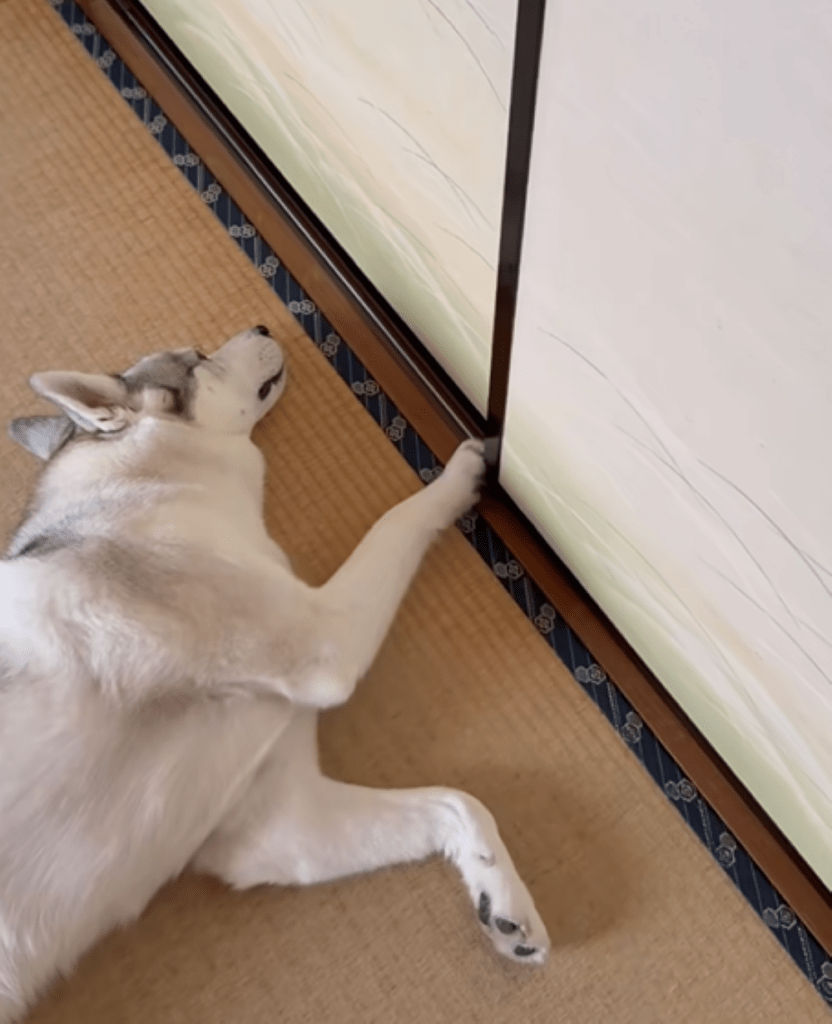 静かに抵抗する姿（＠miyama_fukayamaさんより提供）