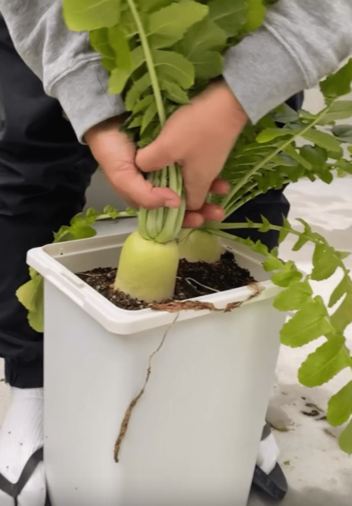 収穫シーン（＠genkai_salaryman_farmさんより提供）