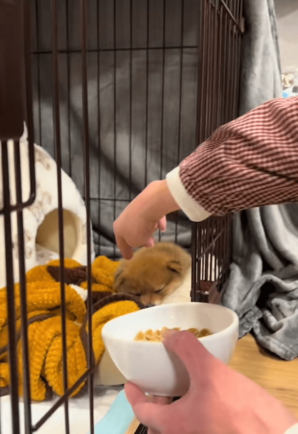 ぐっすりと眠り込んでいるポメ柴の赤ちゃん。しかし、目の前にご飯を置いた瞬間…「リピートしちゃう」「切り替えすごいｗ」「早い早いw」