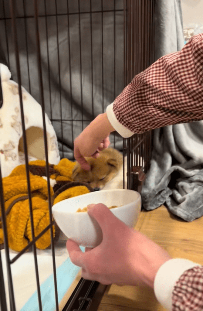 【実際の写真】目の前にご飯が置かれた直後のポメ柴の様子