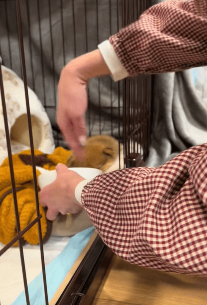 匂いを嗅がせる飼い主さん（＠yuuchan0836さんより提供）