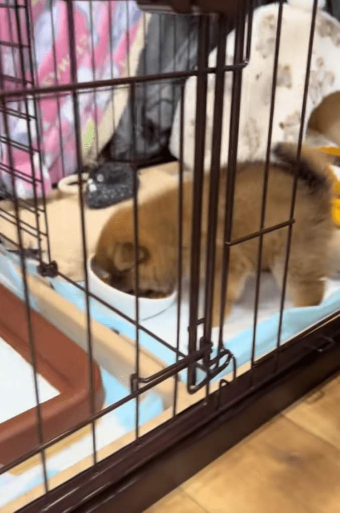 すぐに食べ始める様子（＠yuuchan0836さんより提供）