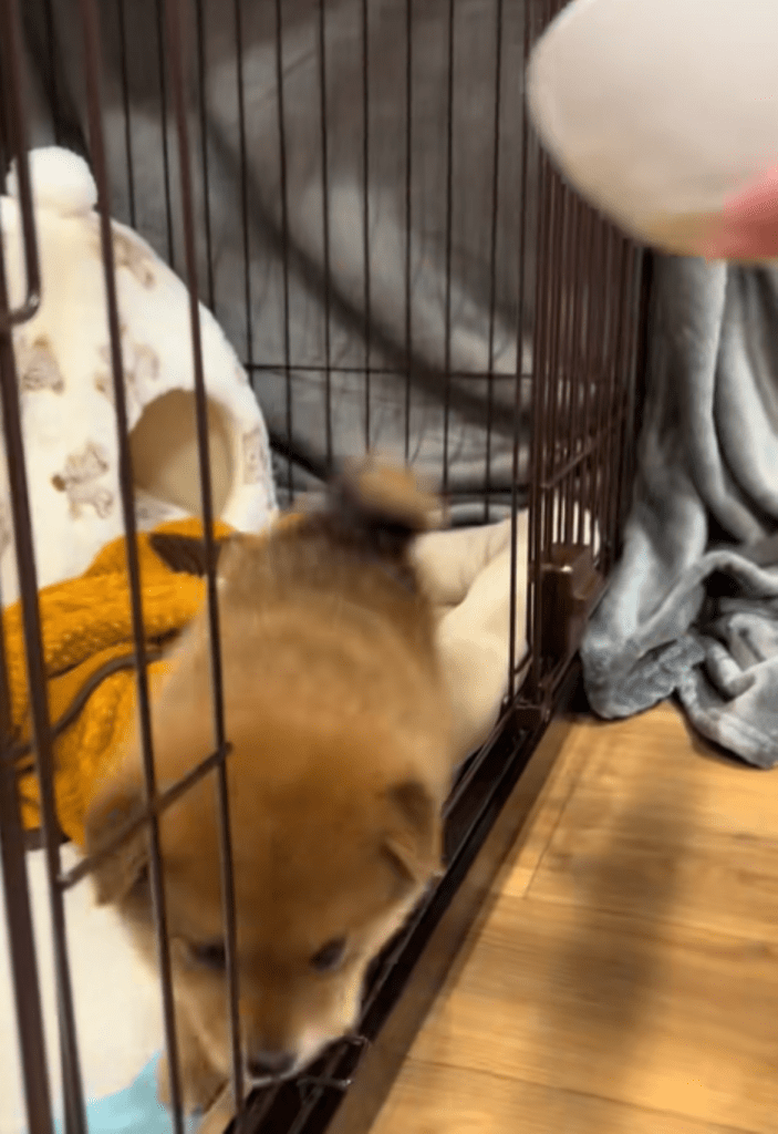 ご飯が嬉しくて尻尾フリフリ（＠yuuchan0836さんより提供）