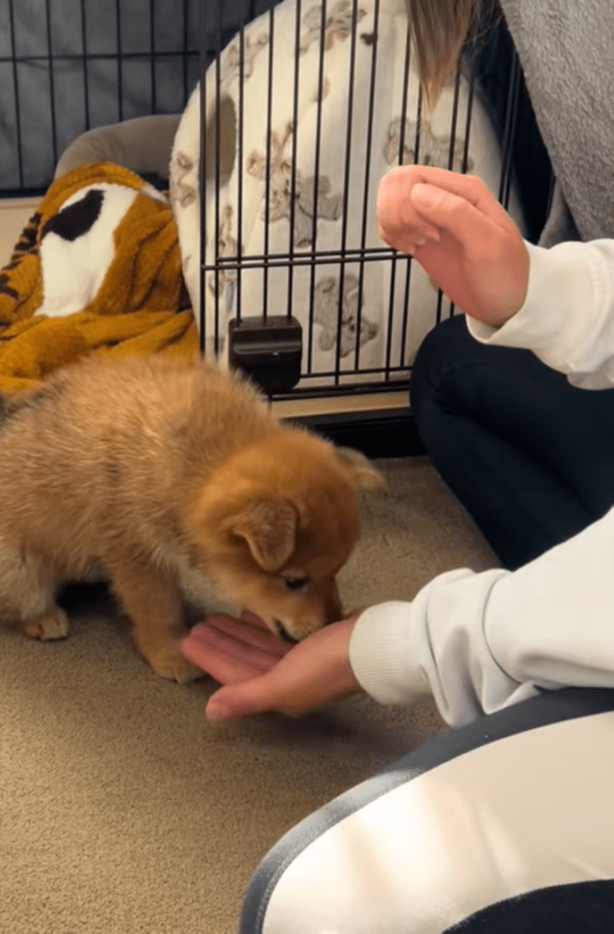 お手の練習中（＠yuuchan0836さんより提供）