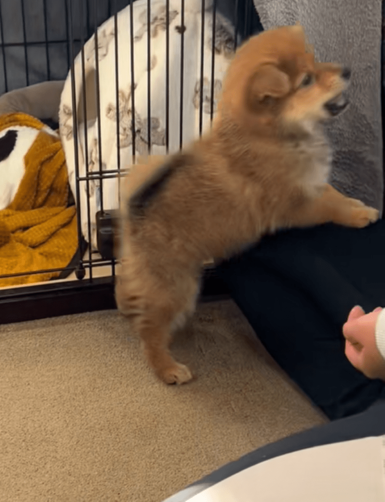 おやつが気になるごんくん（＠yuuchan0836さんより提供）