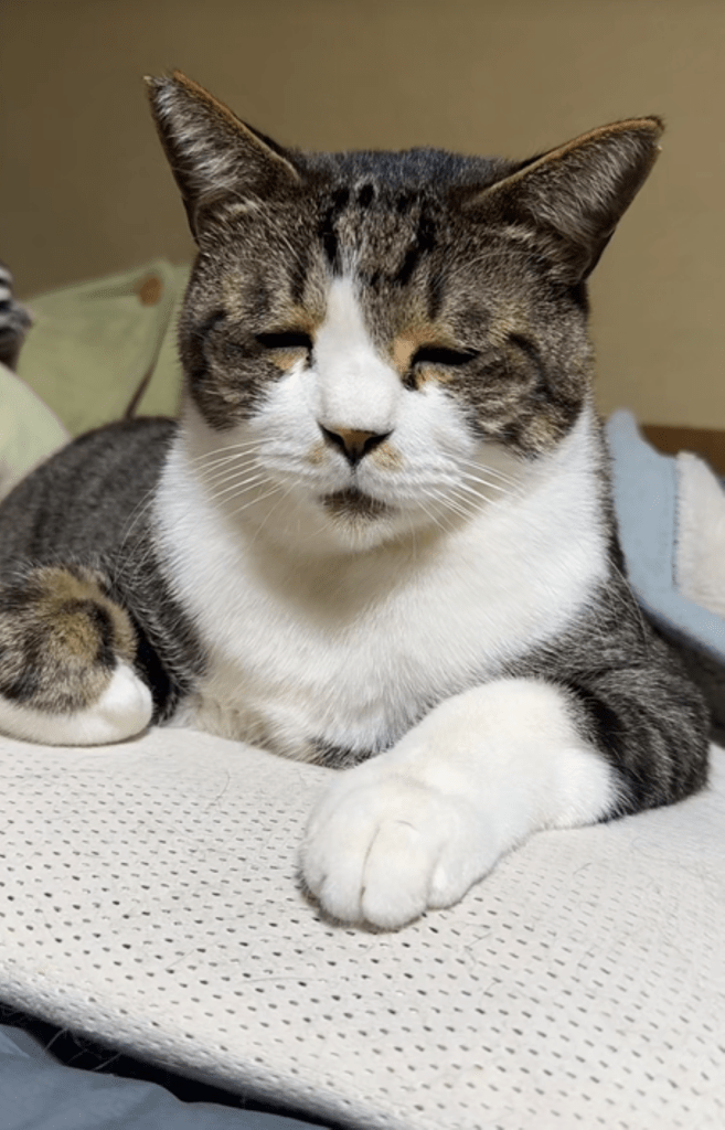 おちょぼ口でうとうとする富士雄くん（＠fujifujifuujiiさんより提供）