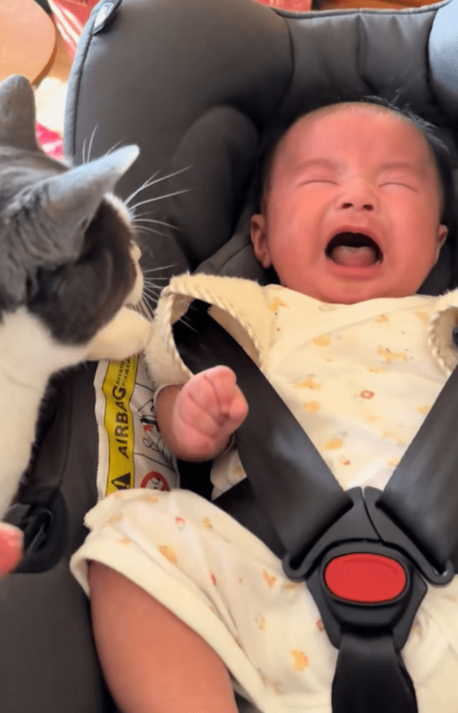 泣き声に反応する様子（＠coharu_0619さんより提供）