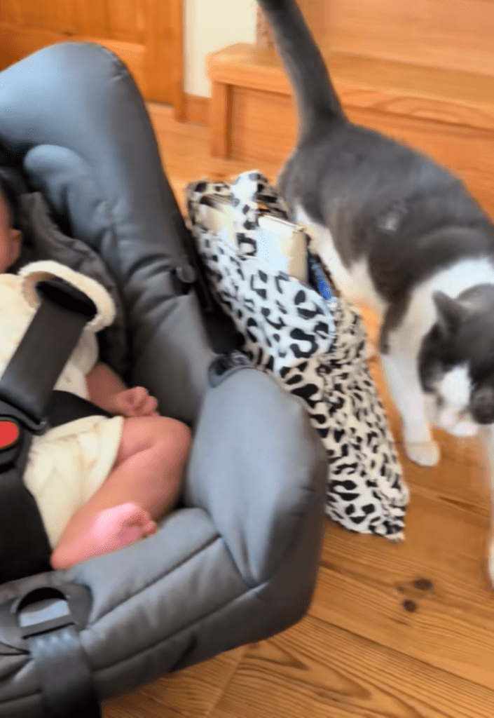 周りをウロウロするモモちゃん（＠coharu_0619さんより提供）