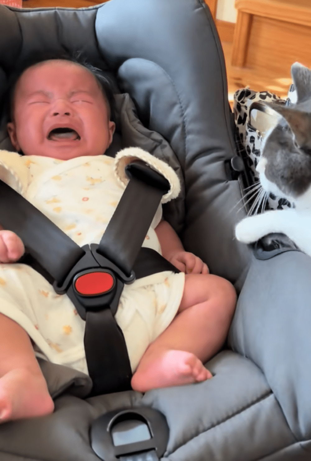 泣いている生後3ヶ月の赤ちゃんを見つけた猫。直後取った行動に…「ママしてて可愛い」「うるうるしてきた…」「明らかにそわそわしてるw」