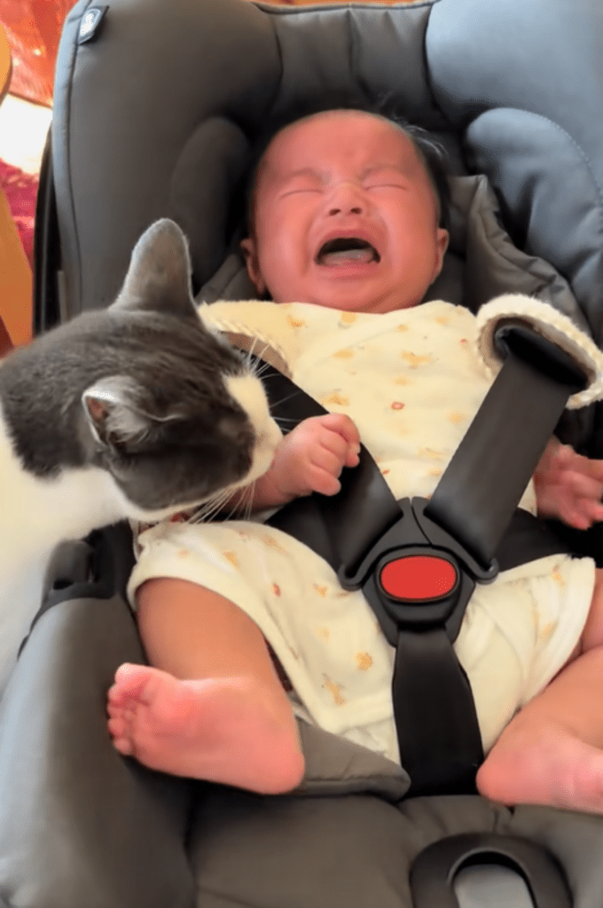 心配そうなモモちゃん（＠coharu_0619さんより提供）