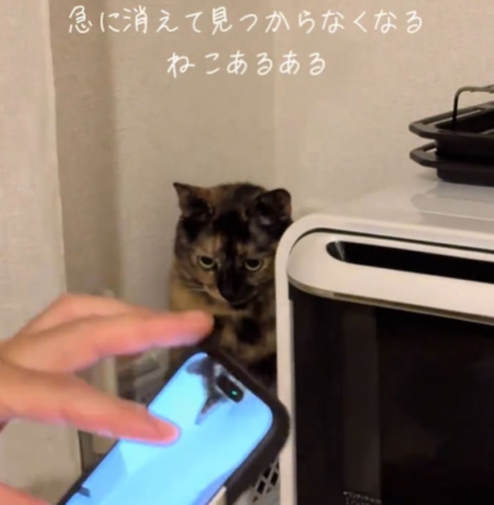 じっと動きません（＠chakkosabiさんより提供）