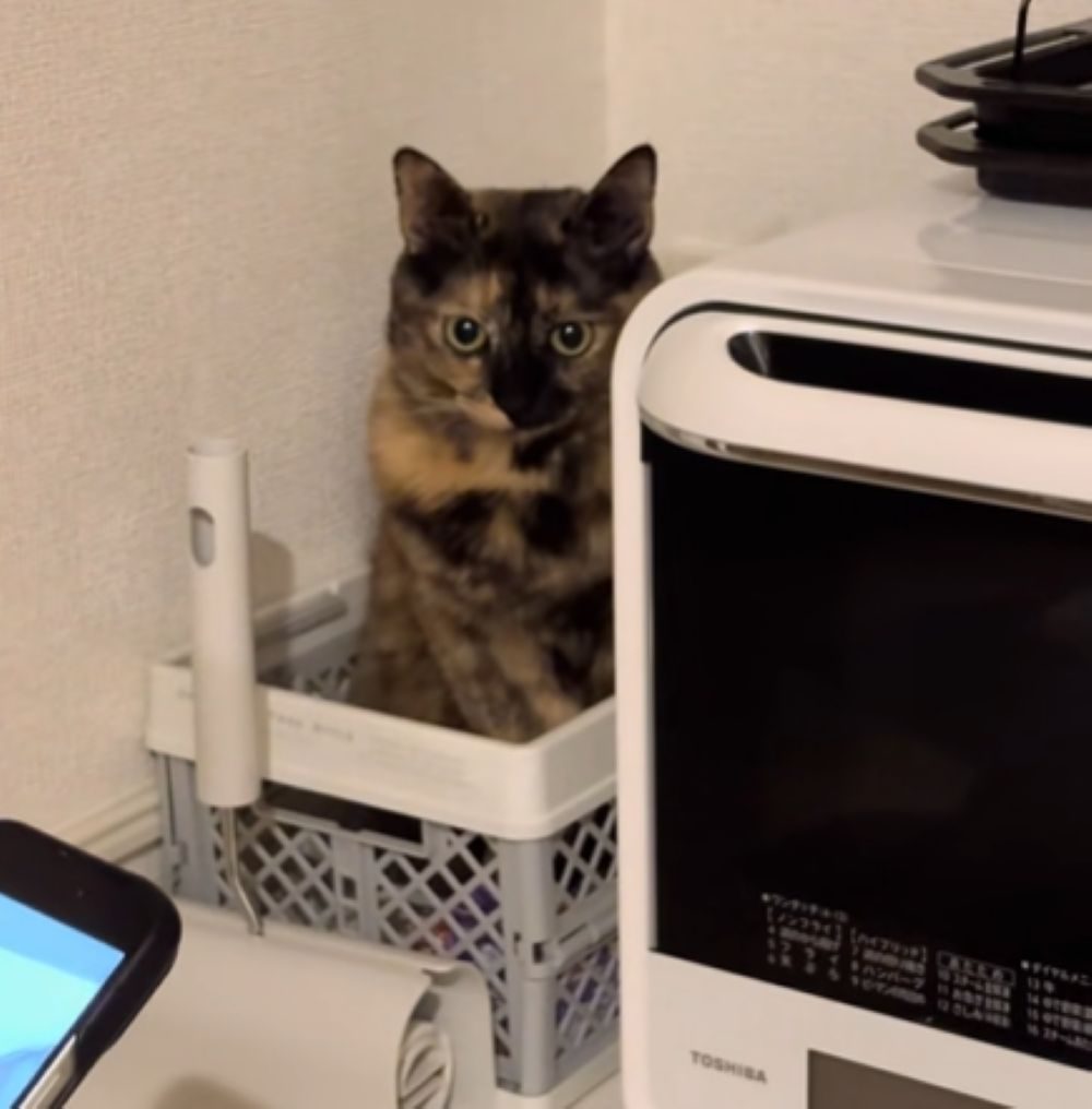 カゴに収まっていました（＠chakkosabiさんより提供）