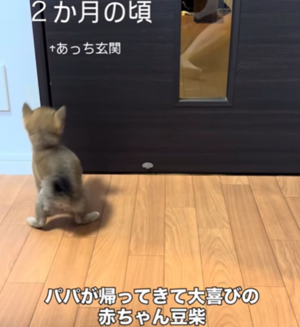 扉の前でパパを出迎える小さな豆柴。しかし…1年経った現在に「愛情は変わらないね」「今に扉開けられるようになりそう」