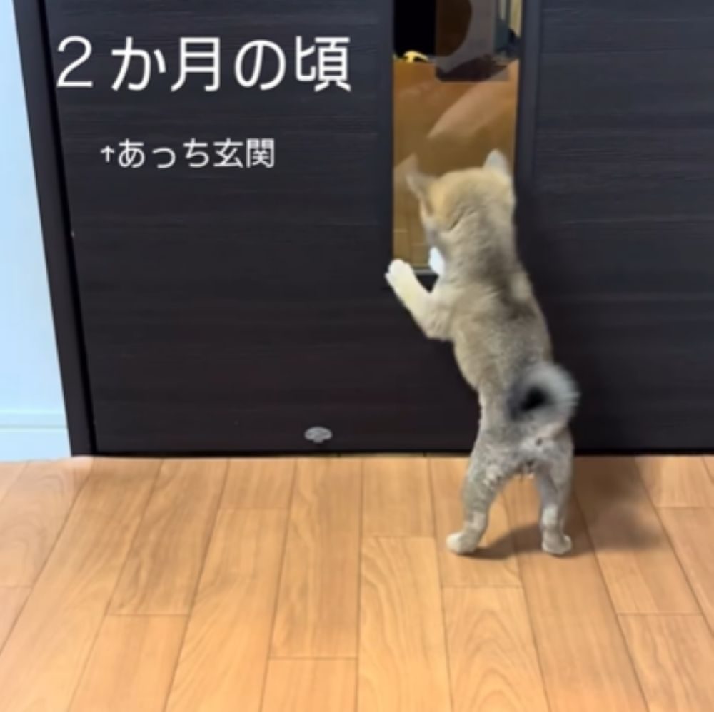 【実際の写真】1歳になった豆柴のモカちゃん