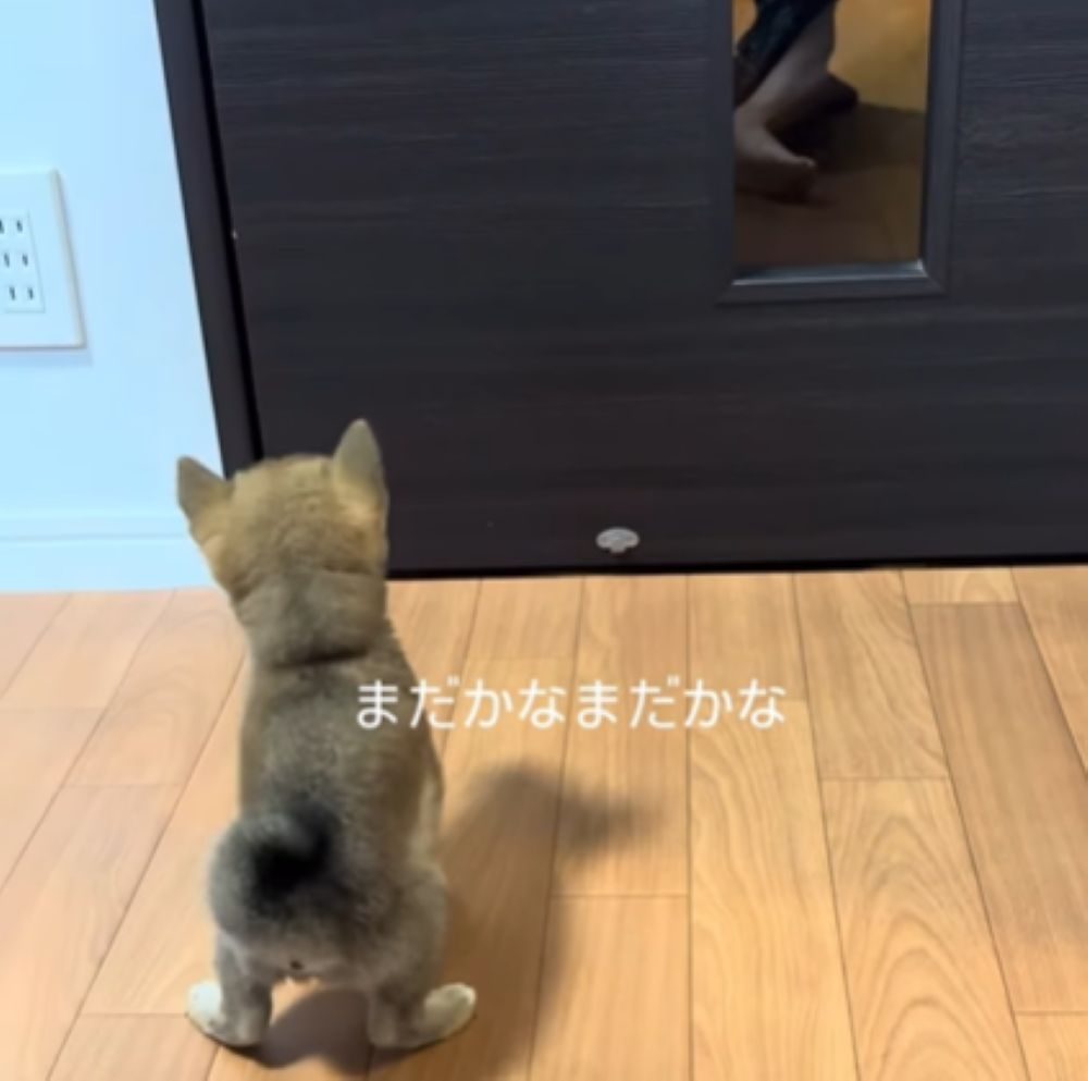 パパさん待ちのモカちゃん（＠mochagram2025さんより提供）