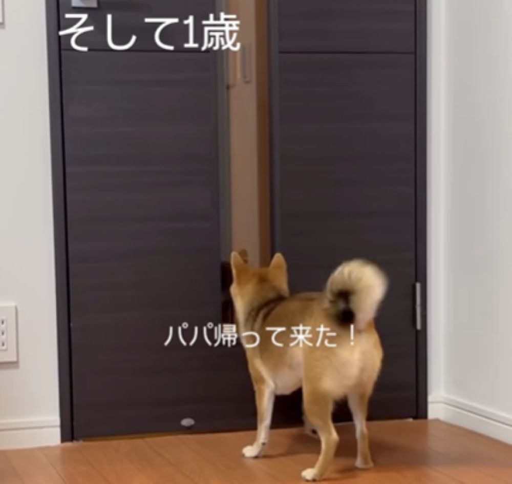 1歳のモカちゃん（＠mochagram2025さんより提供）