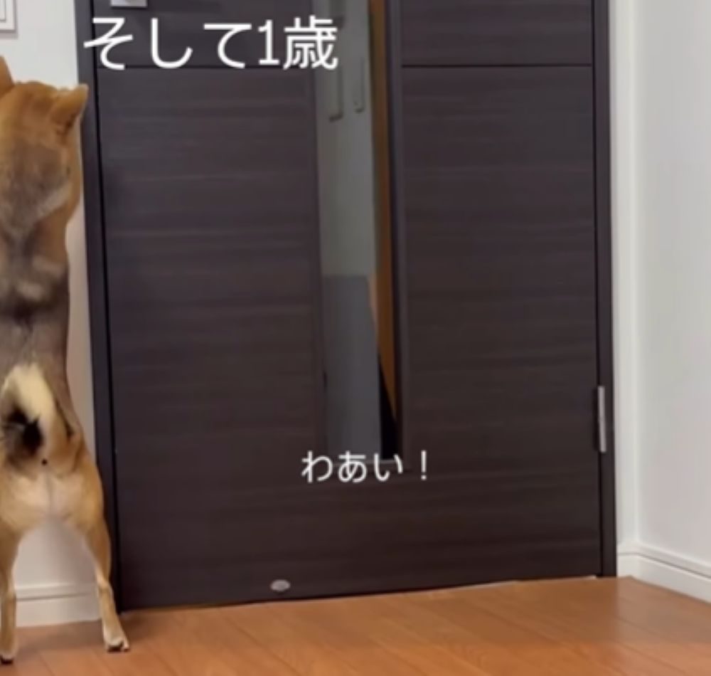 扉に飛びつくモカちゃん（＠mochagram2025さんより提供）