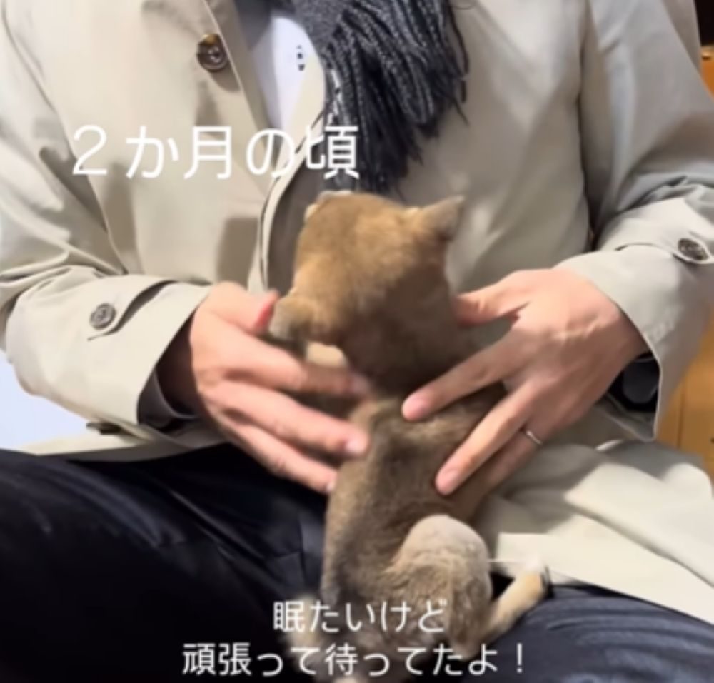 パパさんの膝の上で喜ぶモカちゃん（＠mochagram2025さんより提供）