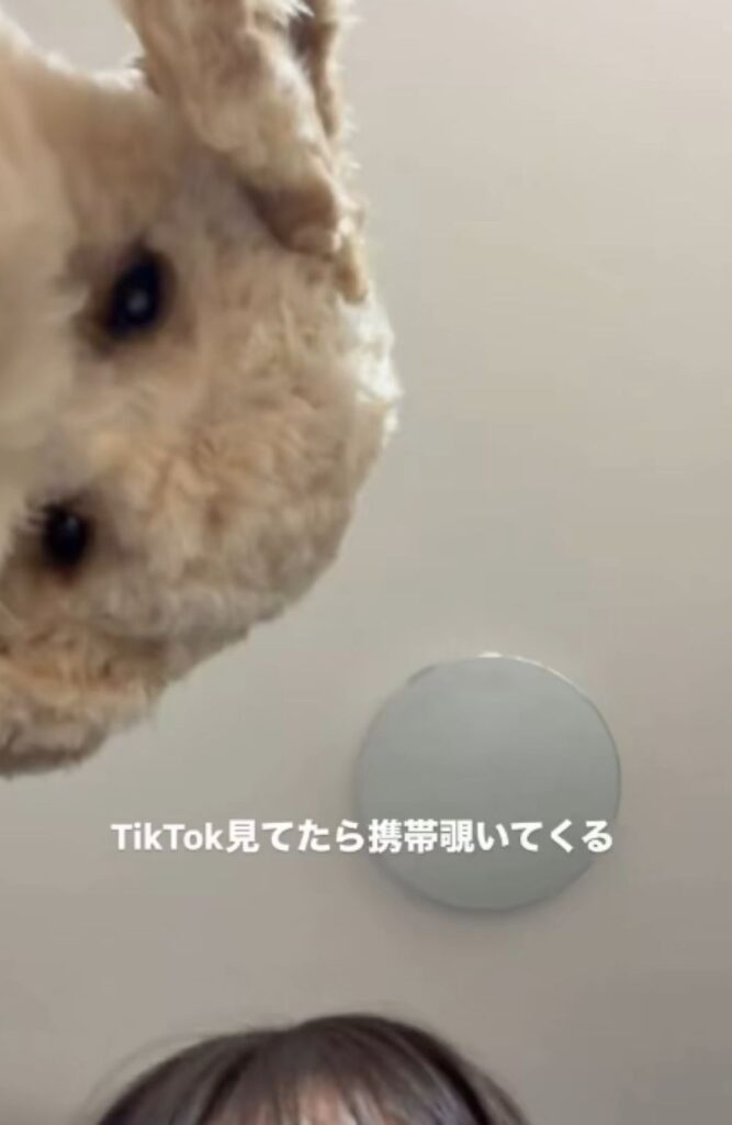 携帯を覗くはうるくん①（＠kippo52さんより提供）