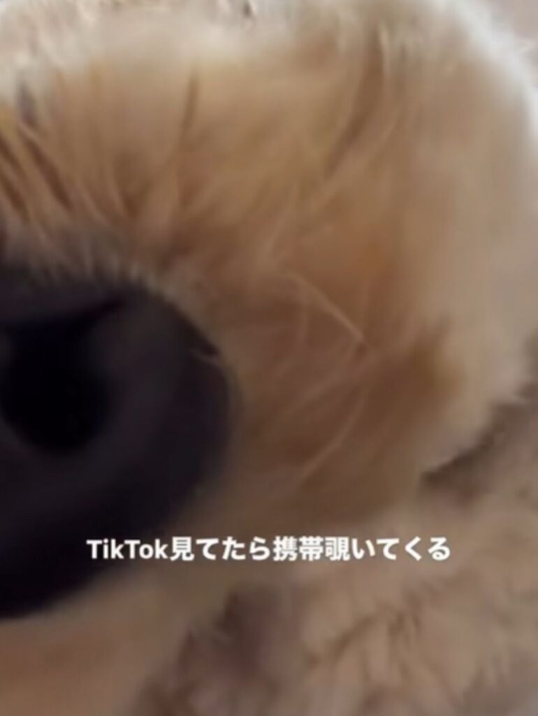 携帯を覗くはうるくん③（＠kippo52さんより提供）