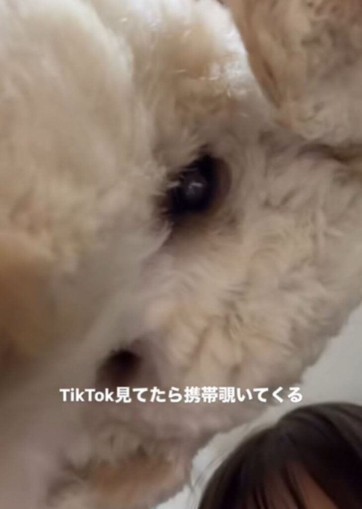 携帯を覗くはうるくん④（＠kippo52さんより提供）