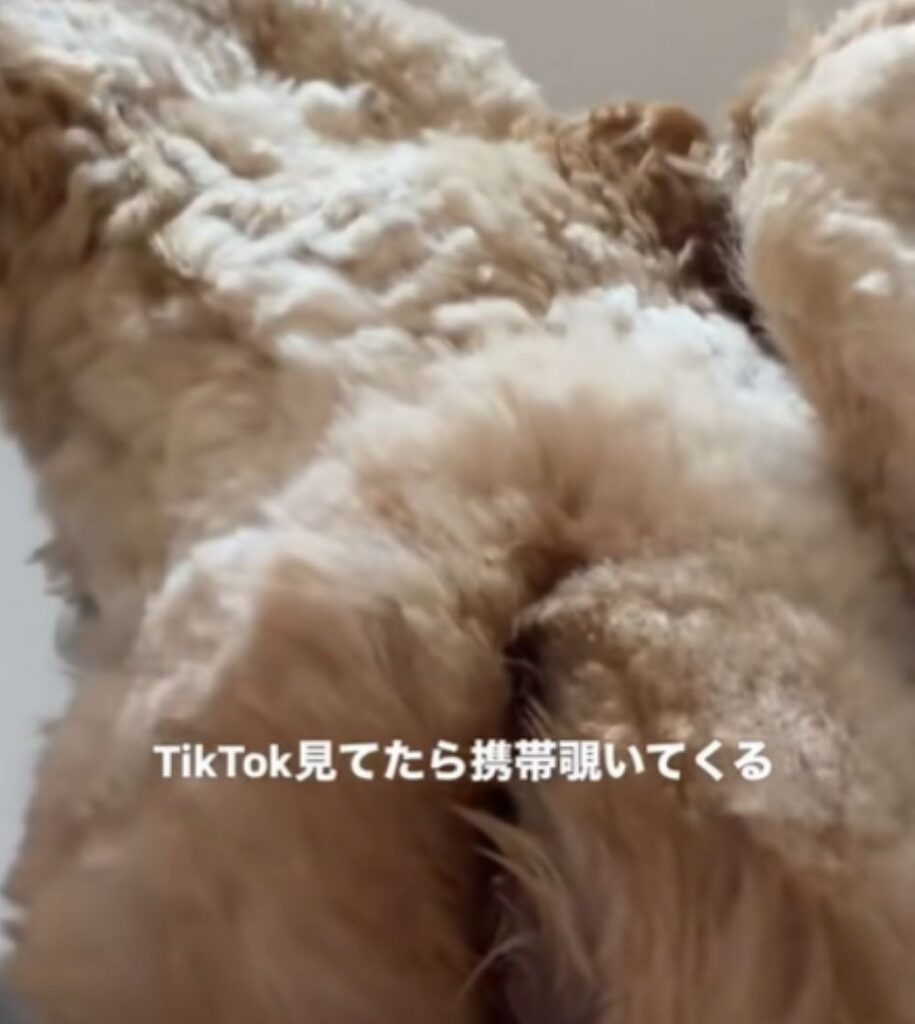 携帯を覗くはうるくん⑤（＠kippo52さんより提供）