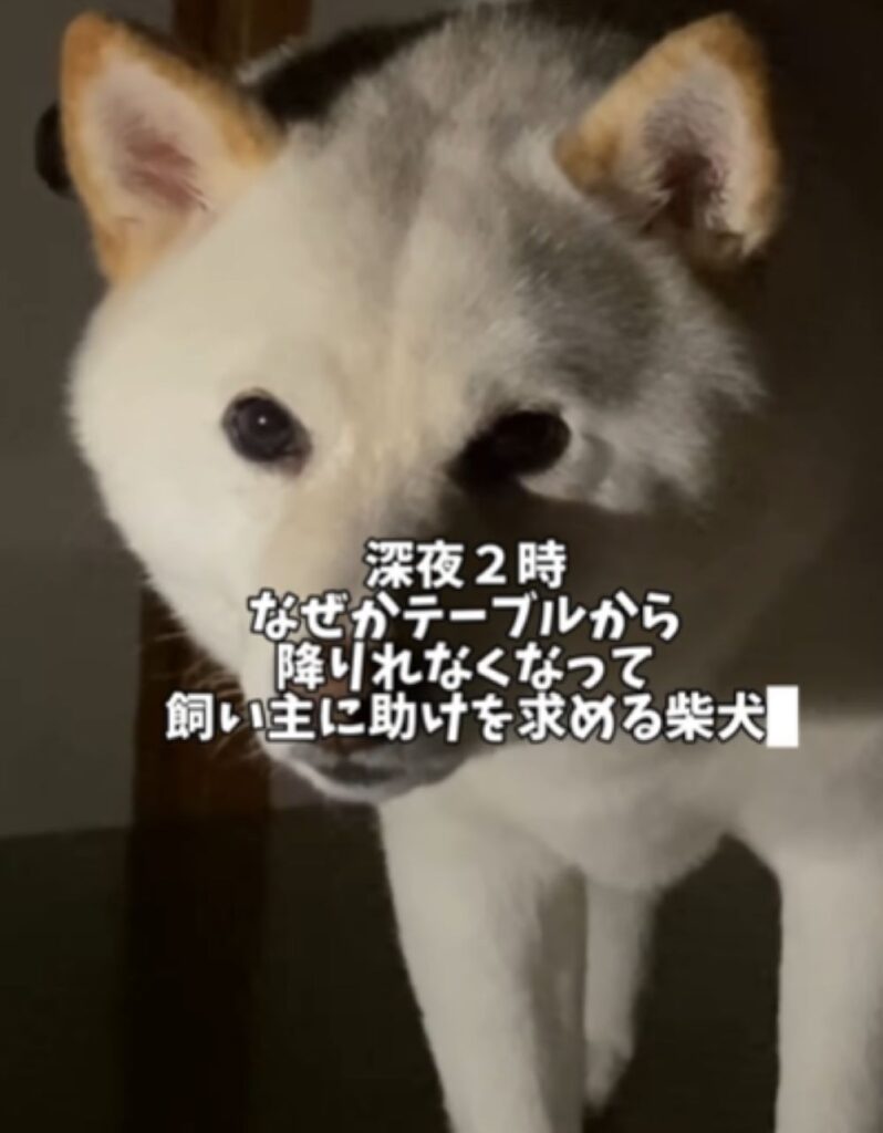 【実際の写真】物音の正体