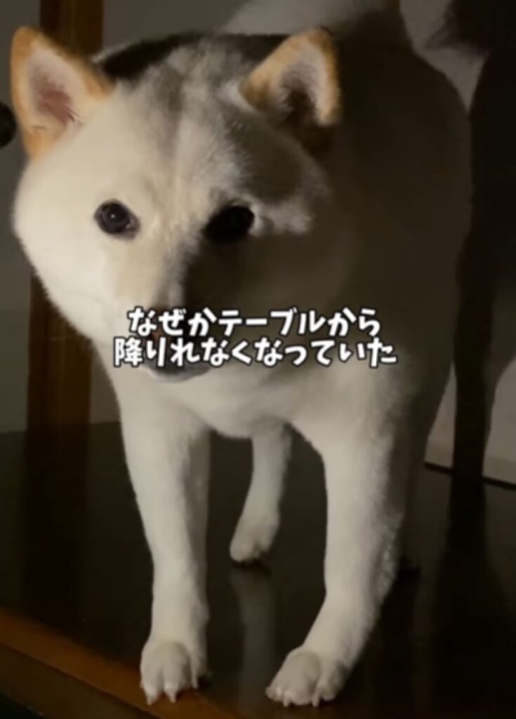 降りられない様子（＠haru_haruchankoさんより提供）