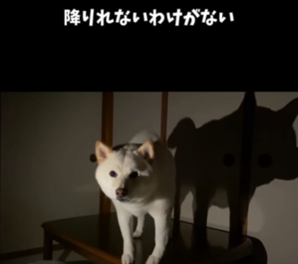 降りられないわけはないのですが…（＠haru_haruchankoさんより提供）