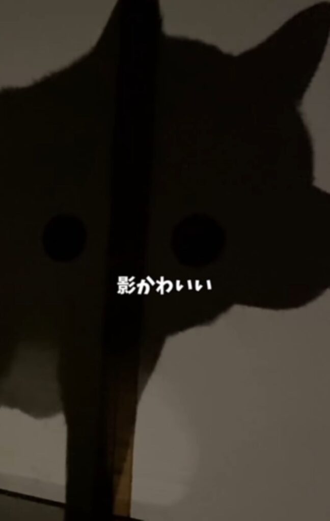 はるちゃんの影（＠haru_haruchankoさんより提供）