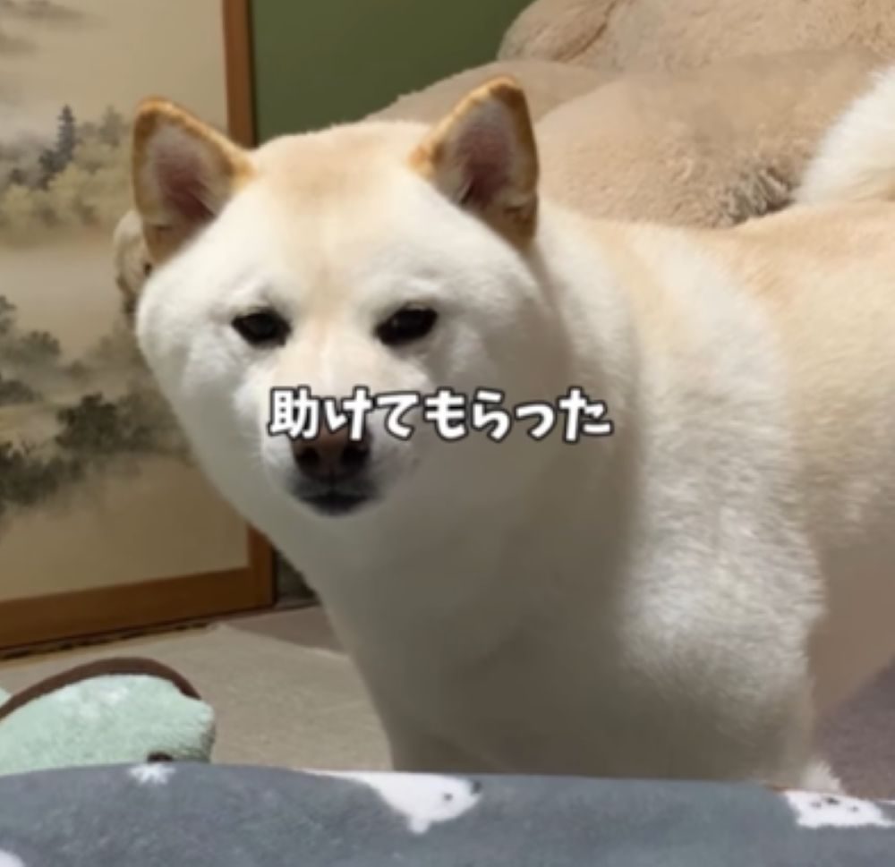 助けてもらったはるちゃん（＠haru_haruchankoさんより提供）