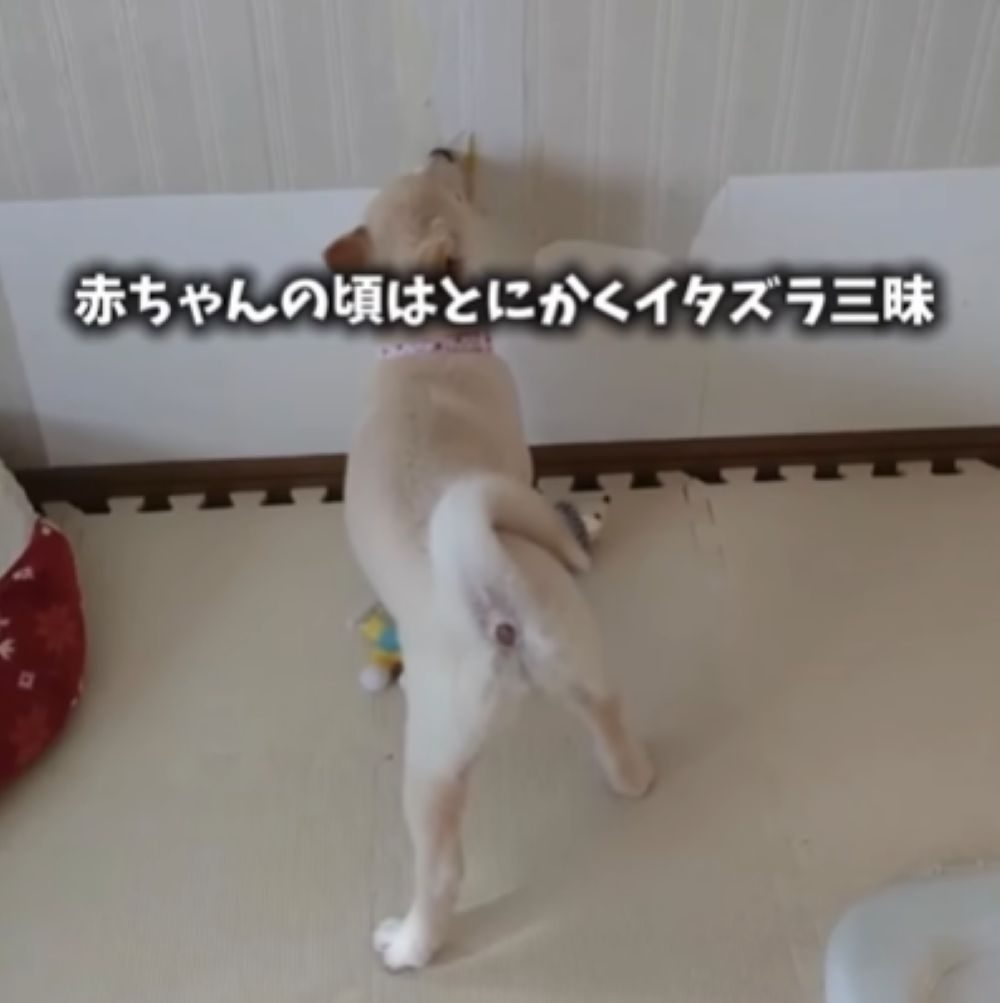 【実際の写真】　6年後の様子