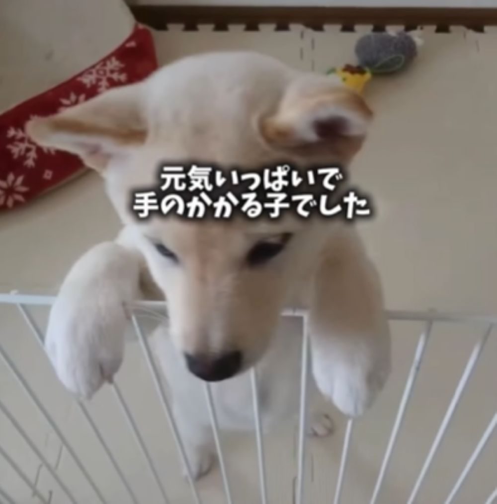 元気いっぱいの子犬時代（＠haru_haruchankoさんより提供）