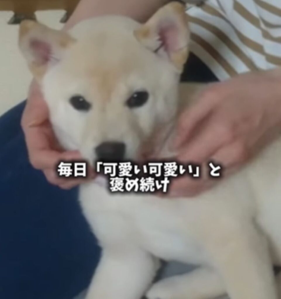 毎日のように「かわいい」と褒め言葉（＠haru_haruchankoさんより提供）