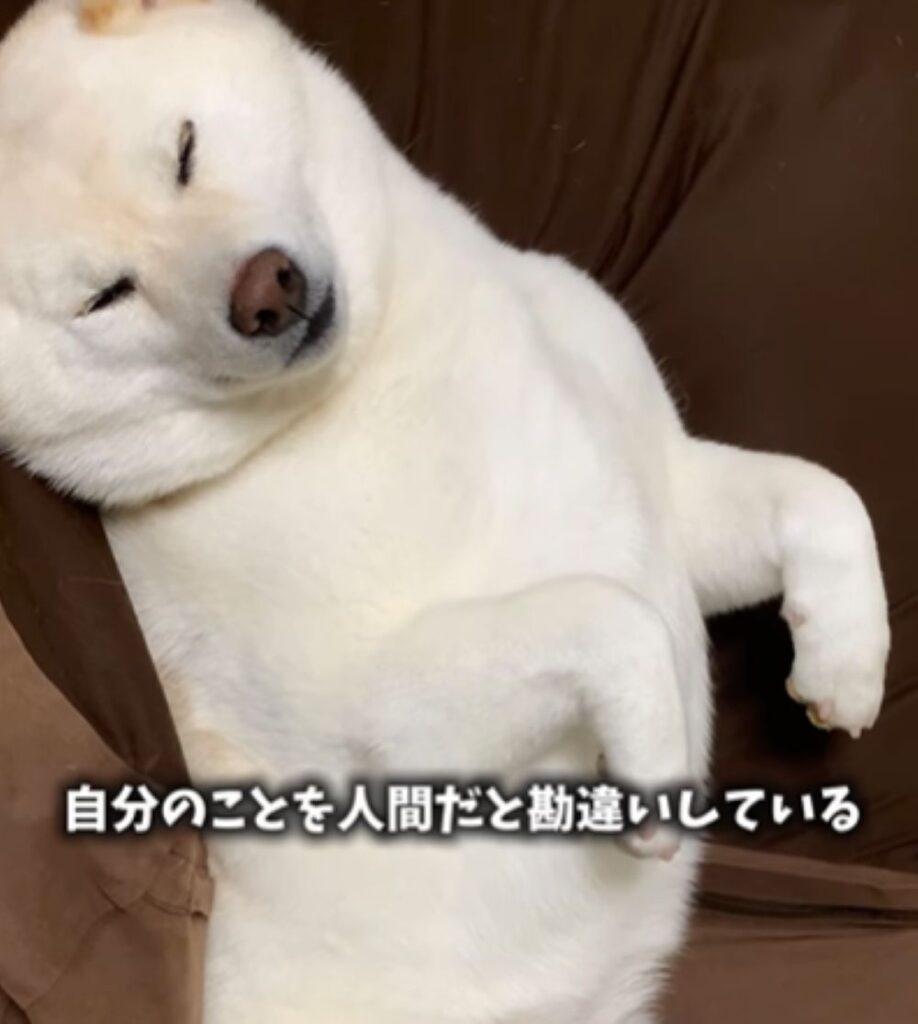 6歳になったはるちゃん（＠haru_haruchankoさんより提供）