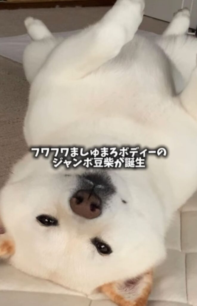 大きく成長しました（＠haru_haruchankoさんより提供）